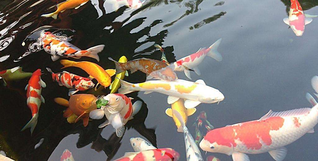 小型觀賞魚喂什么飼料最好_喂飼料的觀賞魚_小型觀賞魚飼料哪個(gè)好