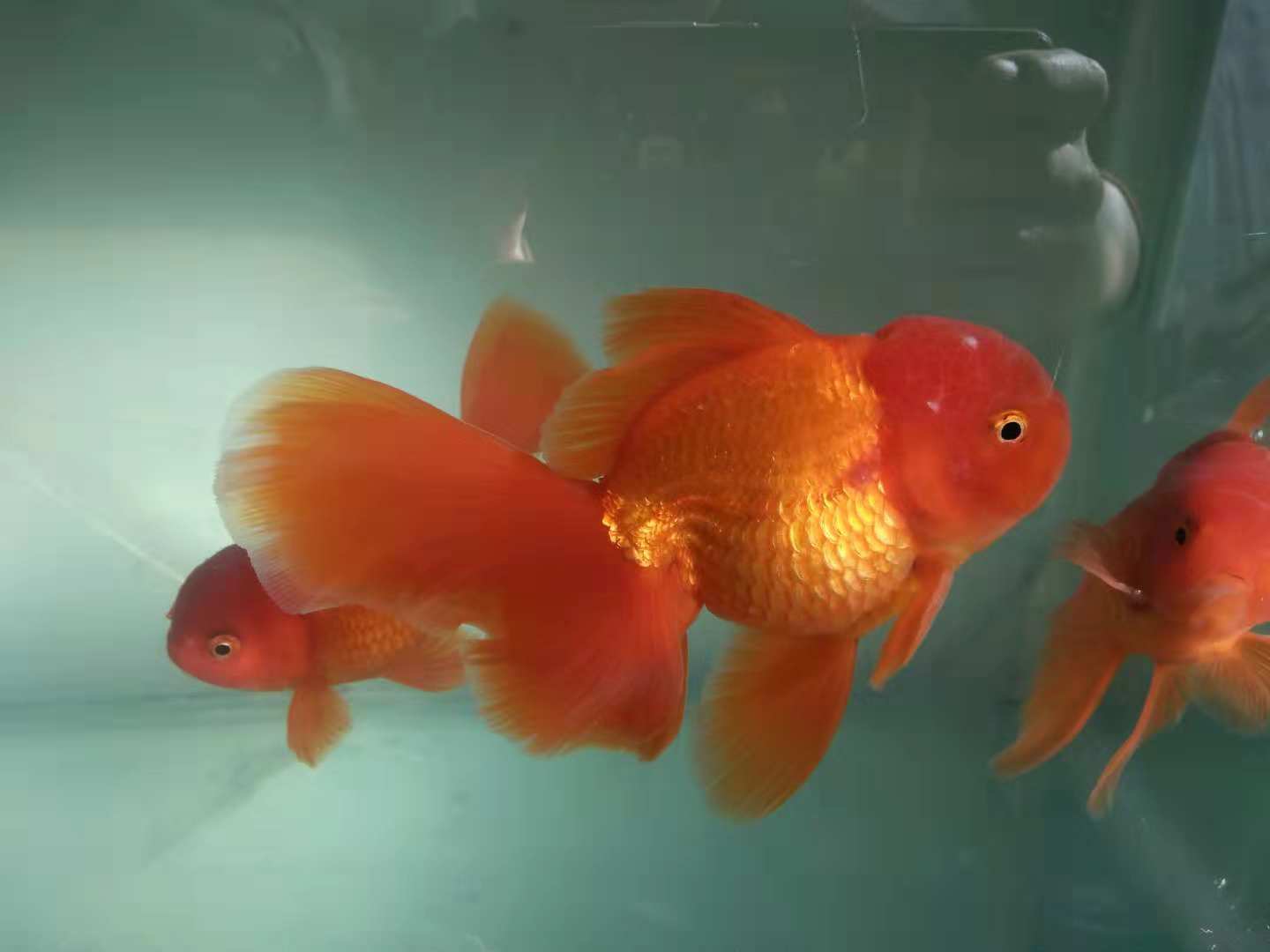 喂飼料的觀賞魚_小型觀賞魚喂什么飼料最好_小型觀賞魚飼料哪個(gè)好
