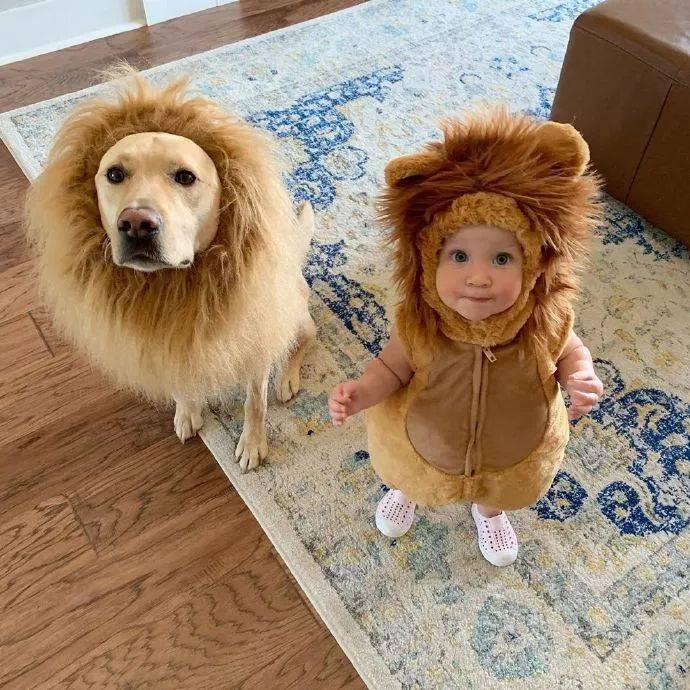 拉布拉多幼犬怎么喂養方法_喂養幼犬拉布拉多方法圖片_幼犬拉布拉多怎么訓練拉屎
