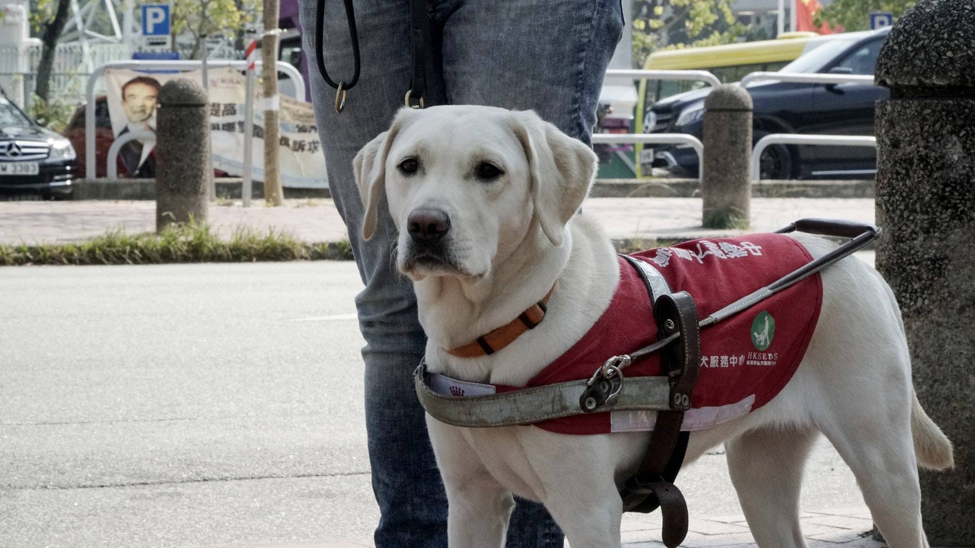 拉布拉多幼犬怎么喂養方法_喂養幼犬拉布拉多方法圖片_幼犬拉布拉多怎么訓練拉屎