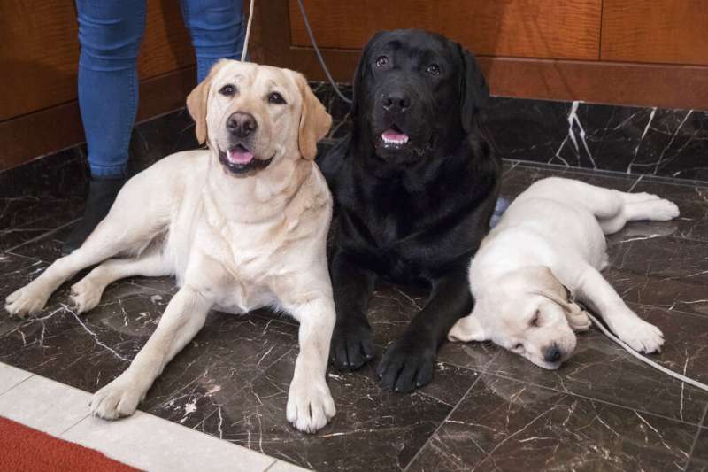 拉布拉多幼犬怎么喂養方法_喂養幼犬拉布拉多方法圖片_幼犬拉布拉多怎么訓練拉屎