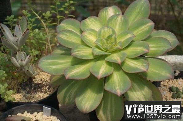 大型多肉植物排行榜前十名，中斑蓮花掌排第