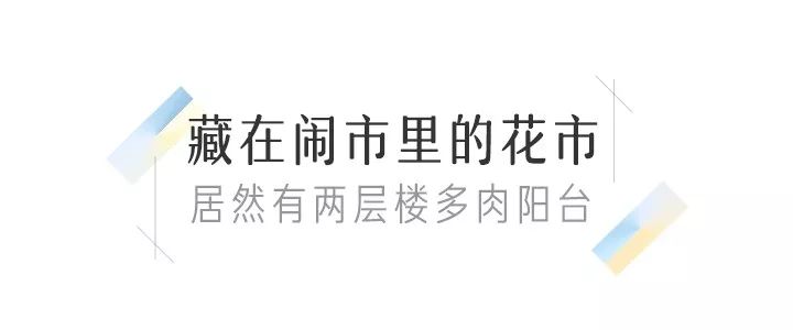 八尺鏡多肉_八尺鏡多肉_八尺鏡多肉