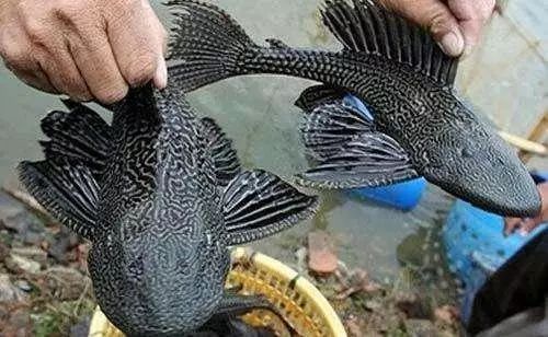 觀賞魚清道夫是什么品種_清道夫是觀賞魚嗎_觀賞魚清道夫是淡水魚嗎