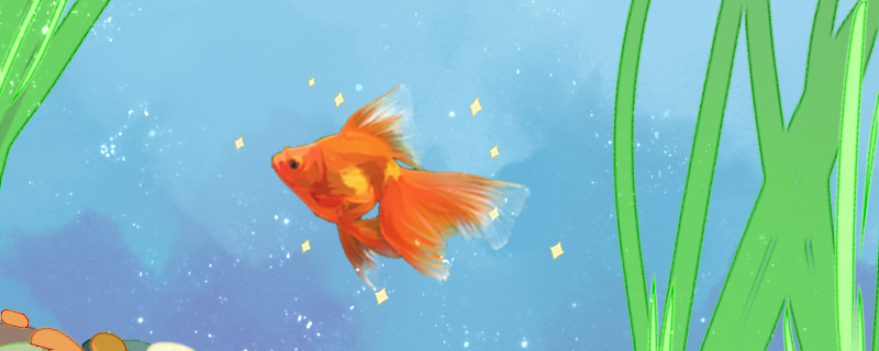 觀賞魚怎么分公母，魚類雌雄辨別方法