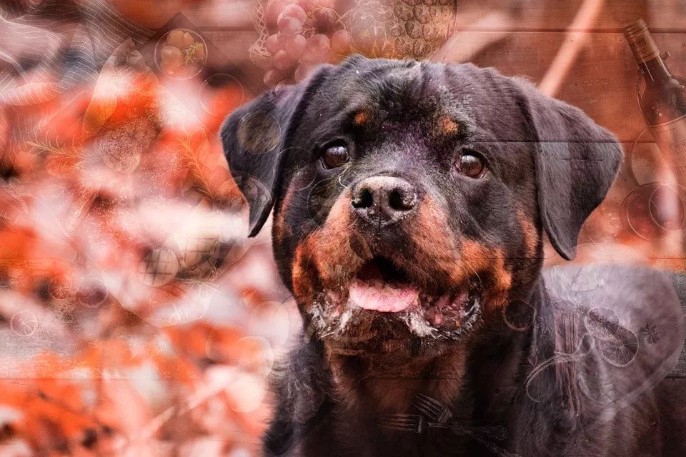 小型犬有哪些_小型犬都有_小型犬都有那種