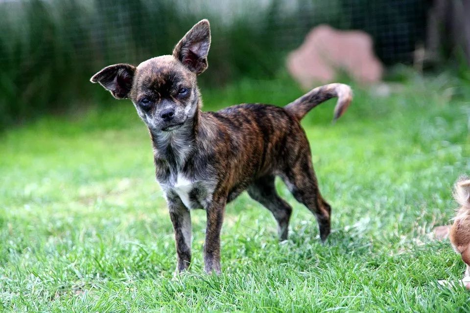 小型犬都有_小型犬都有那種_小型犬有哪些