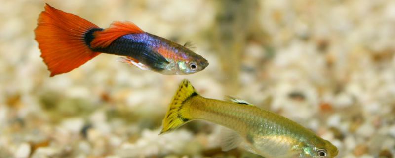 觀賞鯽魚能魚混養嗎_鯽魚和觀賞魚能混養嗎_鯽魚能混養嗎
