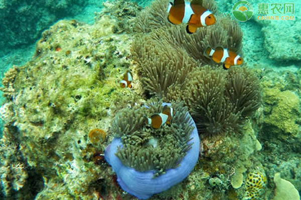 海水大型觀賞魚_海水觀賞小型魚有哪些_小型海水觀賞魚