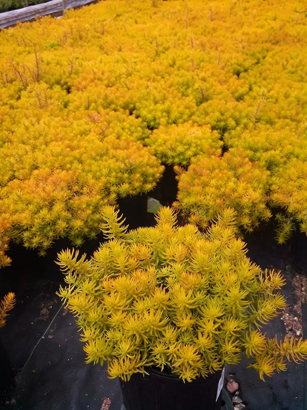 景觀多肉植物選擇_景觀多肉植物立體盆景_多肉 景觀