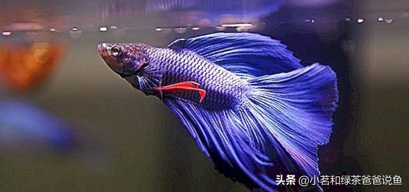 想要養魚的新手朋友，建議先從淡水魚入門。