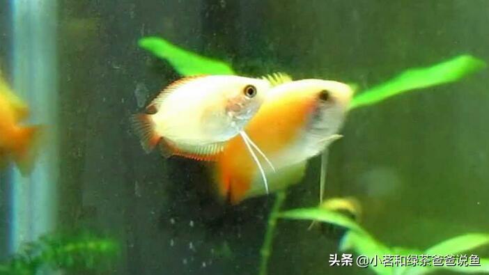 淡水養殖觀賞魚_觀賞淡水養魚好養嗎_最好養的淡水觀賞魚