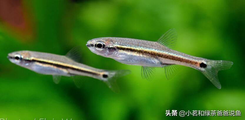 淡水養殖觀賞魚_觀賞淡水養魚好養嗎_最好養的淡水觀賞魚