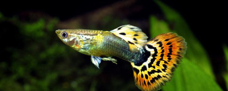 孔雀魚喂食一天喂幾次，能吃肉嗎