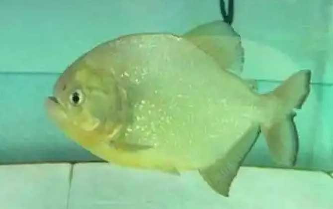 什么觀賞魚最值錢_最值錢的觀賞魚_最值錢的觀賞魚是什么魚