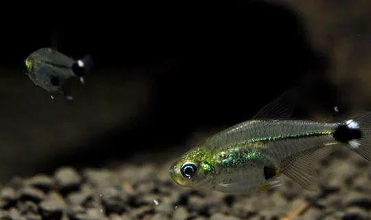 成群觀賞魚_會群游的觀賞魚_小型觀賞魚愛成群游的