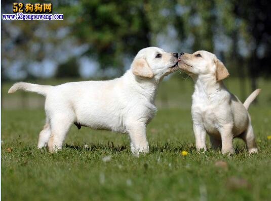 拉布拉多報(bào)價(jià)、小拉布拉多犬多少錢一只？