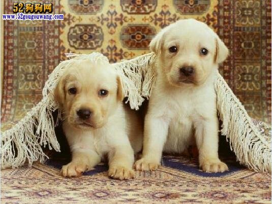 狗市拉布拉多犬小犬多少錢一只_小拉布拉多犬多少錢一只_拉布拉多犬幣