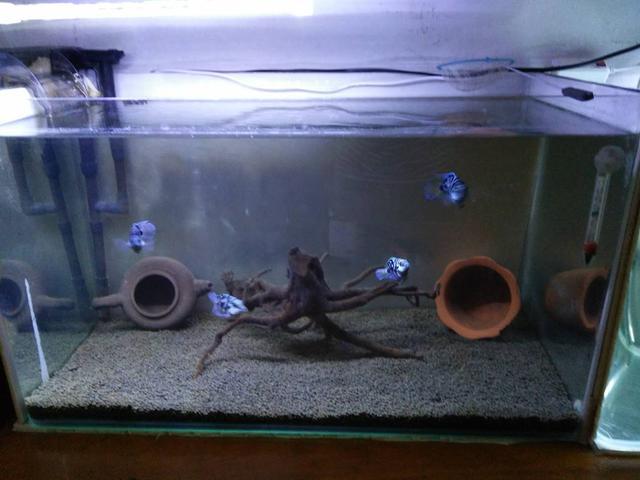 繁殖觀賞魚賣能掙錢嗎_觀賞魚能繁殖嗎_繁殖觀賞能魚養殖嗎