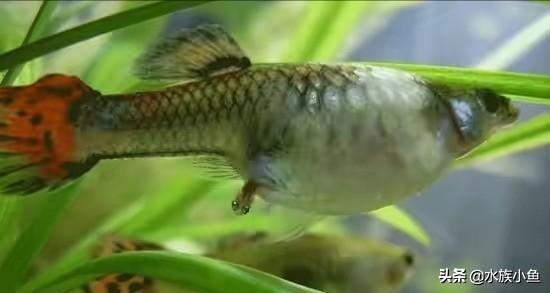卵胎生鳉魚的繁殖，如何保護(hù)剛出生的仔魚？