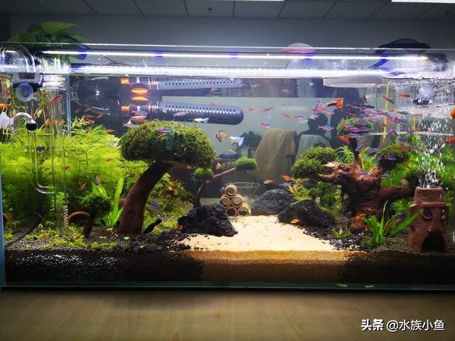 繁殖觀賞魚斑馬魚能吃嗎_繁殖觀賞魚斑馬魚能長多大_觀賞魚斑馬魚怎樣繁殖