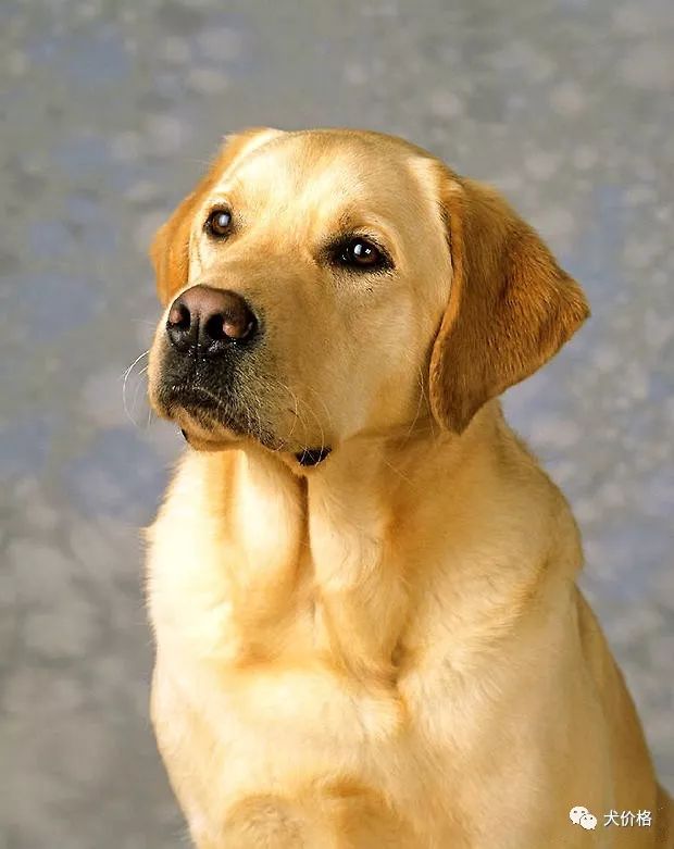 拉布拉多價格多少錢一只_拉不拉布拉多犬價格_拉布拉多價格