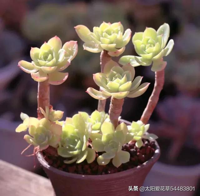 多肉碧桃的養殖方法和注意事項_碧桃多肉冬天怎么養_多肉植物碧桃的養護
