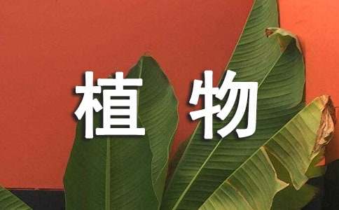 最新觀察多肉植物日記300字