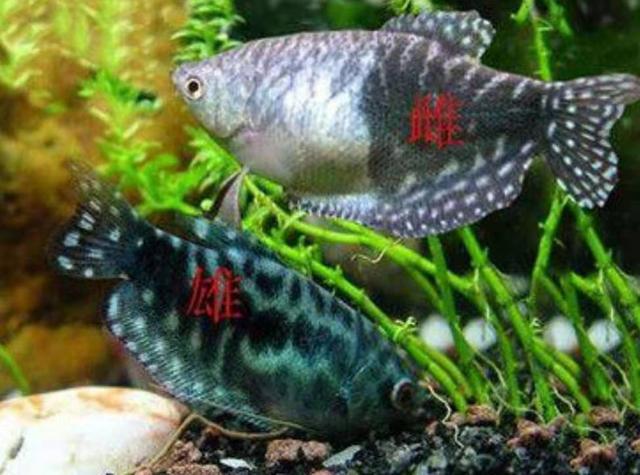 觀賞魚紅寶石_觀賞寶石魚紅色是什么_紅寶石魚顏色