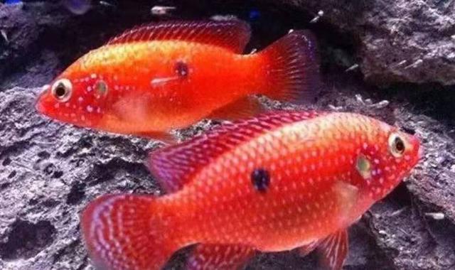 紅寶石魚顏色_觀賞魚紅寶石_觀賞寶石魚紅色是什么