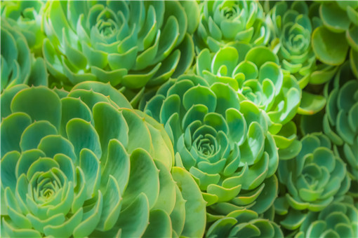 多肉植物怎么養？多久澆一次水？適合新手入
