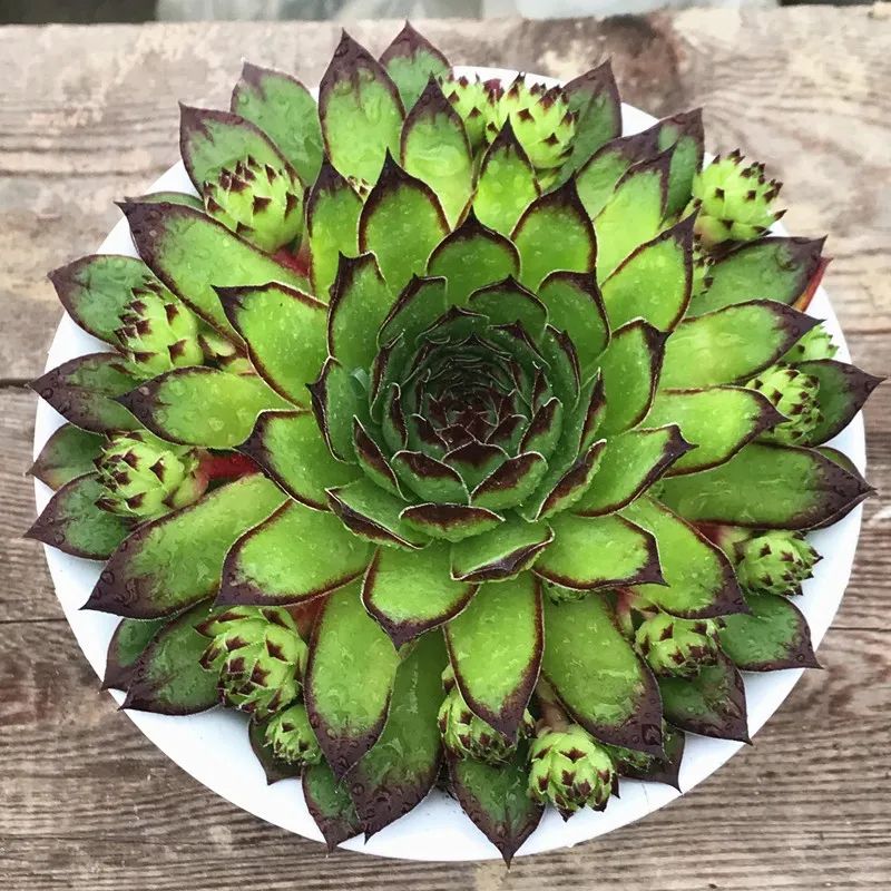 冬天最好養的多肉植物_冬天好養活的多肉_冬天好養的多肉有哪些品種