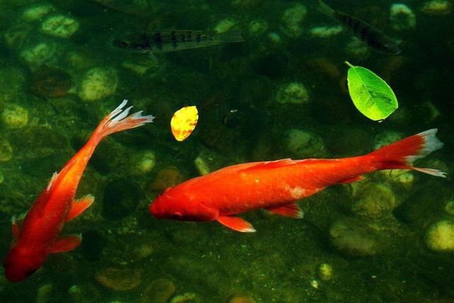 觀賞魚無緣無故死了？你應該知道這 4 種致