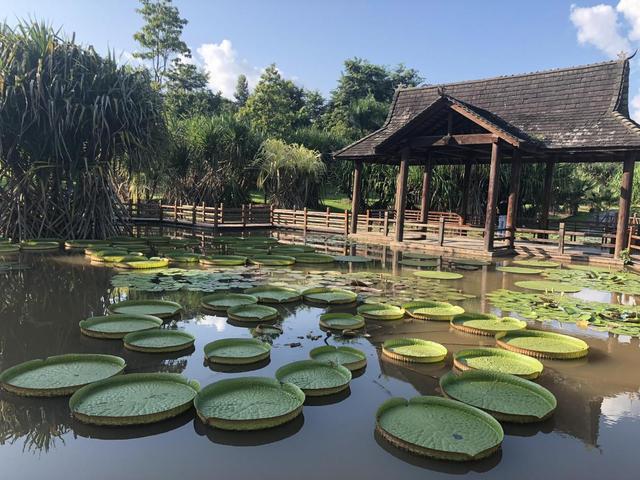 百度西雙版納旅游景點_云南西雙版納旅游景點大全排行_廣西西雙版納旅游景點攻略自由行