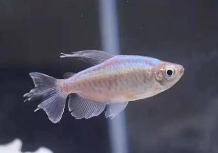 魚觀賞淡水小型魚能吃嗎_魚觀賞淡水小型魚有哪些_小型淡水魚觀賞魚