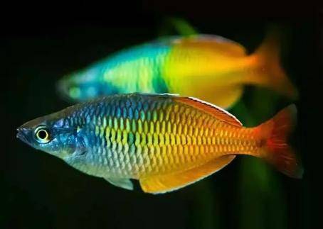 小型淡水魚觀賞魚_魚觀賞淡水小型魚能吃嗎_魚觀賞淡水小型魚有哪些