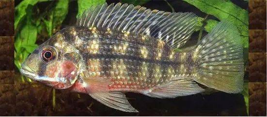 觀賞魚羅非魚是什么魚_羅非魚是觀賞魚嗎_觀賞魚羅非魚是淡水魚嗎