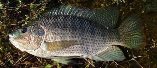 觀賞魚羅非魚是什么魚_羅非魚是觀賞魚嗎_觀賞魚羅非魚是淡水魚嗎