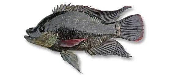 觀賞魚羅非魚是什么魚_觀賞魚羅非魚是淡水魚嗎_羅非魚是觀賞魚嗎