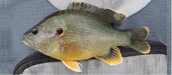 羅非魚是觀賞魚嗎_觀賞魚羅非魚是什么魚_觀賞魚羅非魚是淡水魚嗎