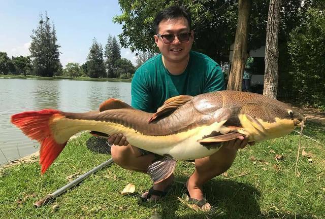 招財貓鯰魚_觀賞招財貓鯰魚魚苗圖片_觀賞魚鯰魚招財貓