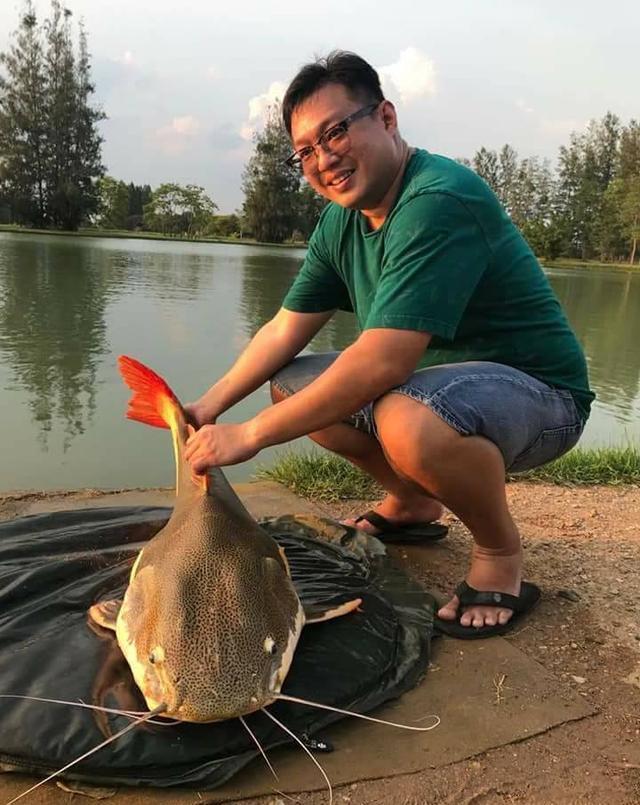 觀賞招財貓鯰魚魚苗圖片_觀賞魚鯰魚招財貓_招財貓鯰魚