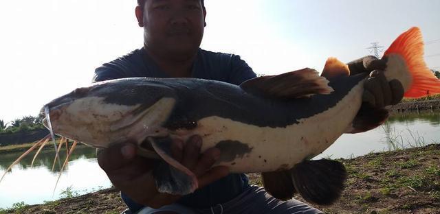 觀賞魚鯰魚招財貓_觀賞招財貓鯰魚魚苗圖片_招財貓鯰魚