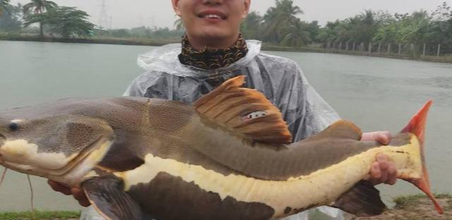 觀賞魚鯰魚招財貓_招財貓鯰魚_觀賞招財貓鯰魚魚苗圖片