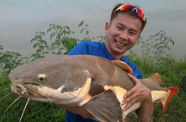 招財貓鯰魚_觀賞招財貓鯰魚魚苗圖片_觀賞魚鯰魚招財貓