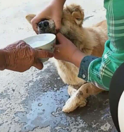 狗抖動身體是什么意思_狗狗身體一直在顫抖是為什么_狗抖身體會抖出什么嗎