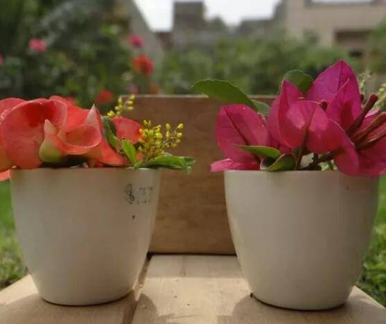 養(yǎng)花時怎樣選擇花盆的大小和深淺？教你在養(yǎng)