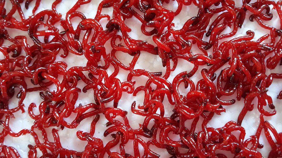 不敢給寵物魚喂活食？嘩仔獨家消毒妙招，為