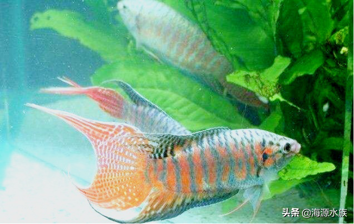 不用打氧就能養活的觀賞魚，你知道幾種？