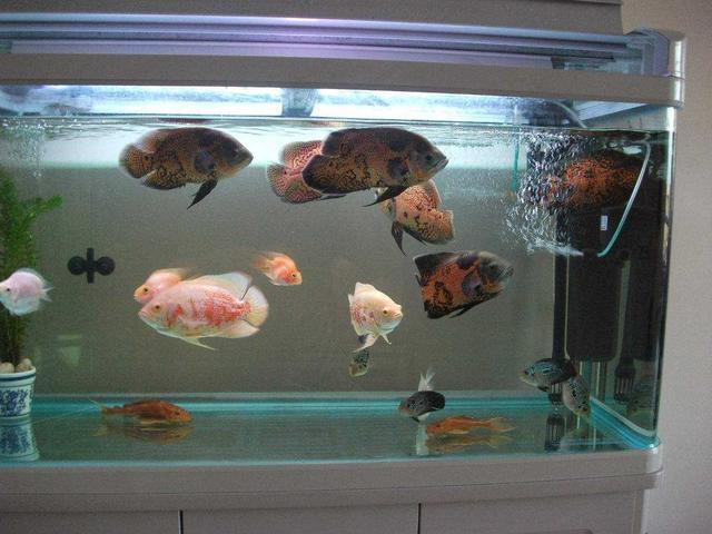 好養的食肉觀賞魚_家養吃肉的觀賞魚_觀賞養食肉魚好嗎